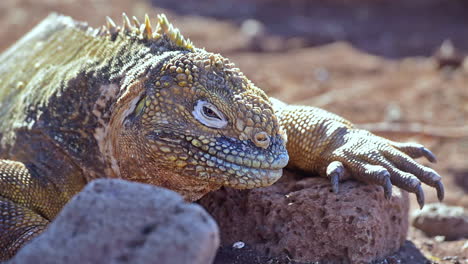 un primerísimo plano de una iguana terrestre lagarto gigante en las islas galápagos