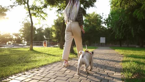 rare view of a pug walks in the park with female owner leading the leash. lens flares