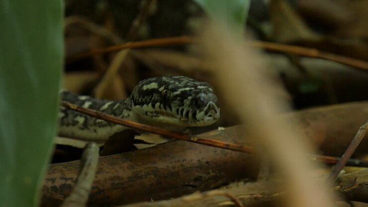Slang jaagt in weelderige regenwoudomgeving - Diamantpython
