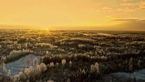 Aerial-of-snowy-pine-and-spruce-forest-with-golden-sunset-in-rural-area