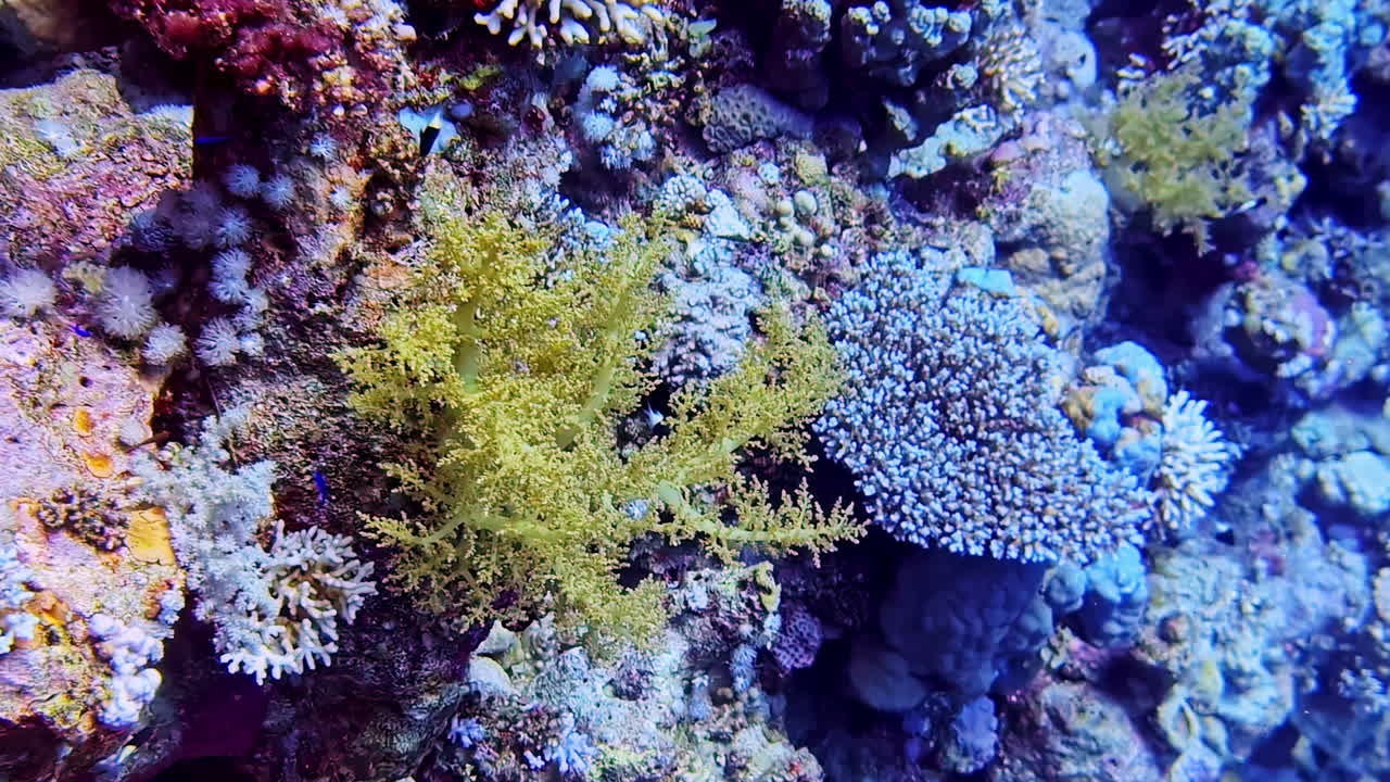 Footage of Aquatic vegetation under sea. Vibrant colors with tropical fishes.