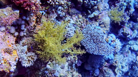 footage of aquatic vegetation under sea. vibrant colors with tropical fishes.
