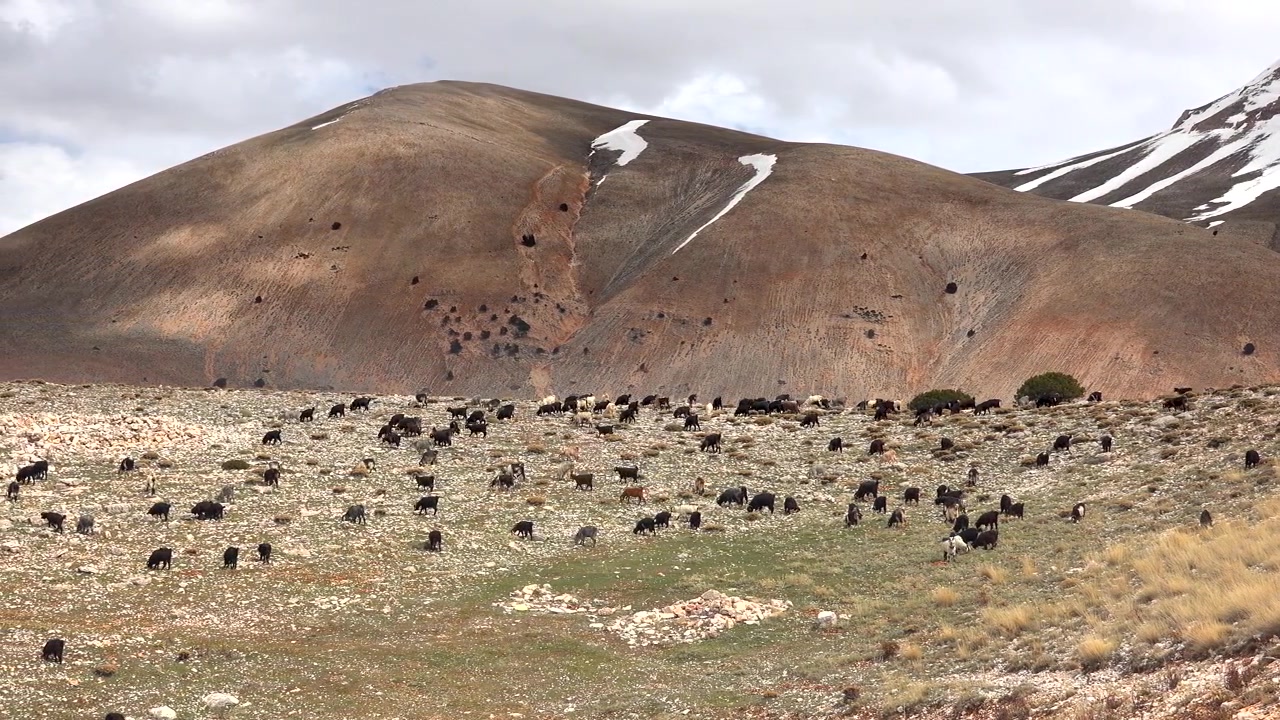 Gregge di capre che pascolano su un pendio di montagna