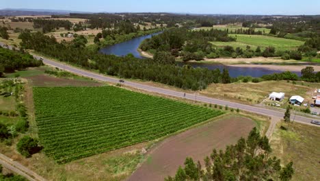 Aerial-rotating-shot-of-cars-driving-past-a-small-vineyard-in-the-Malleco-Valley