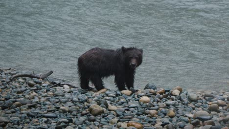 grizzly bear cub eating salmon on the bank of the orford river in bute inlet, homalco first nation territory in british columbia, canada