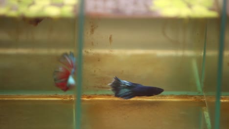 魚 (siamese fighting fish) 魚在小水箱裡游泳,並且在水中游泳