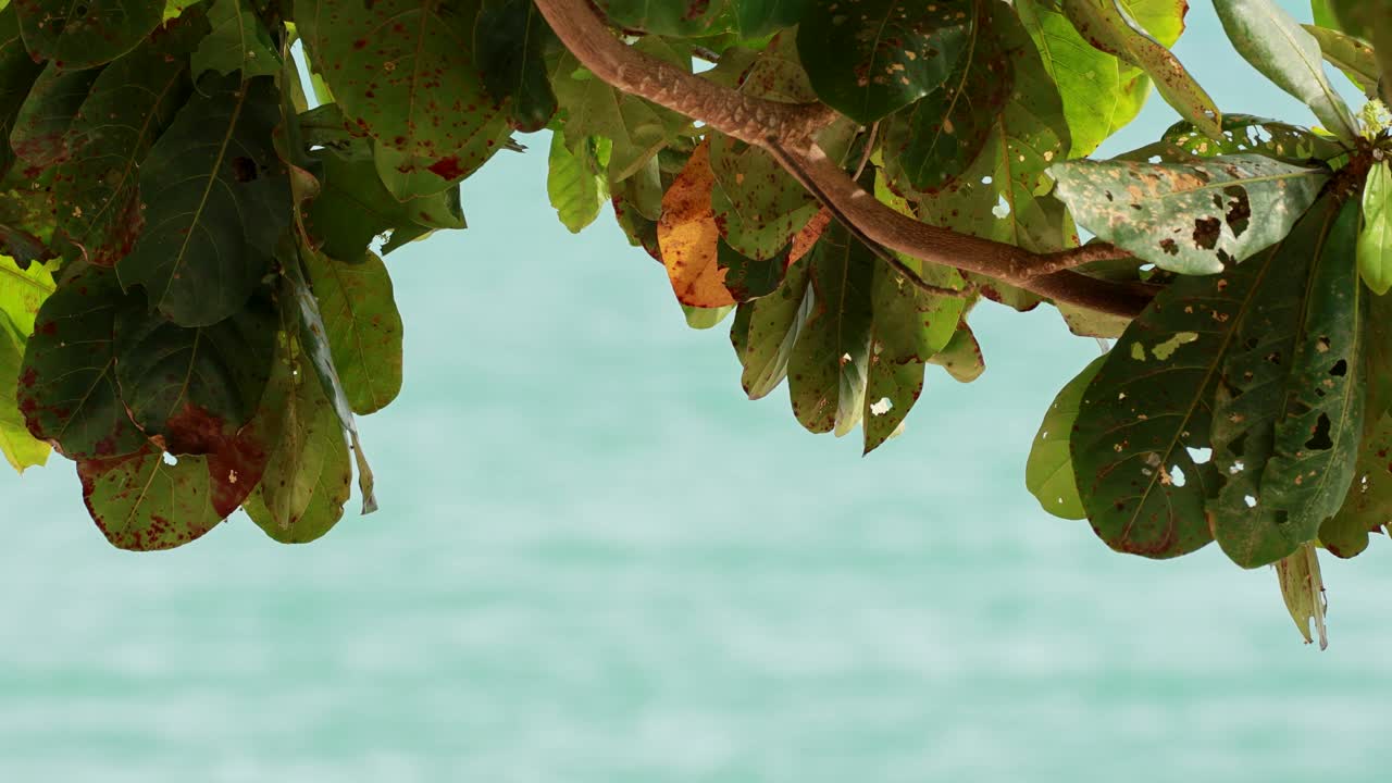 Leaves gently sway above the turquoise ocean, creating a serene tropical atmosphere with soft natural lighting