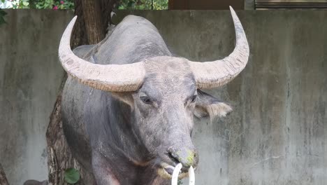 water buffalo