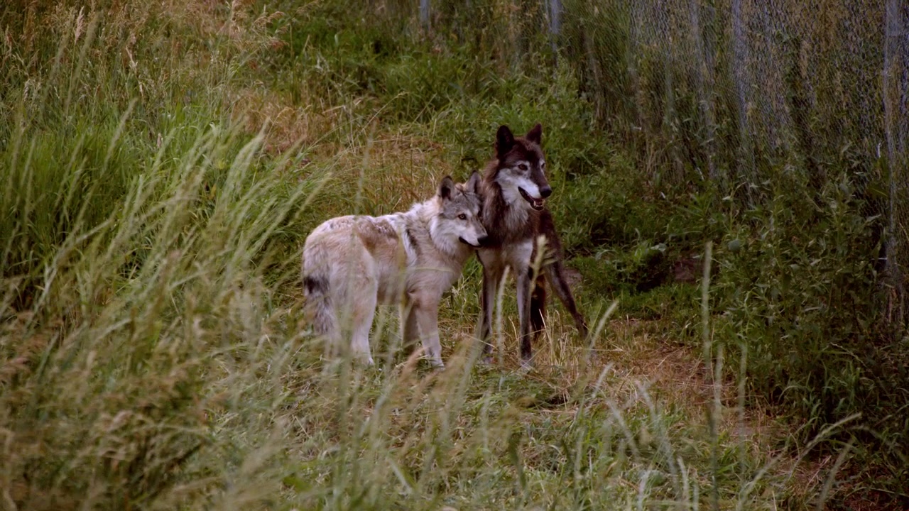 A grey wolf named Koa.