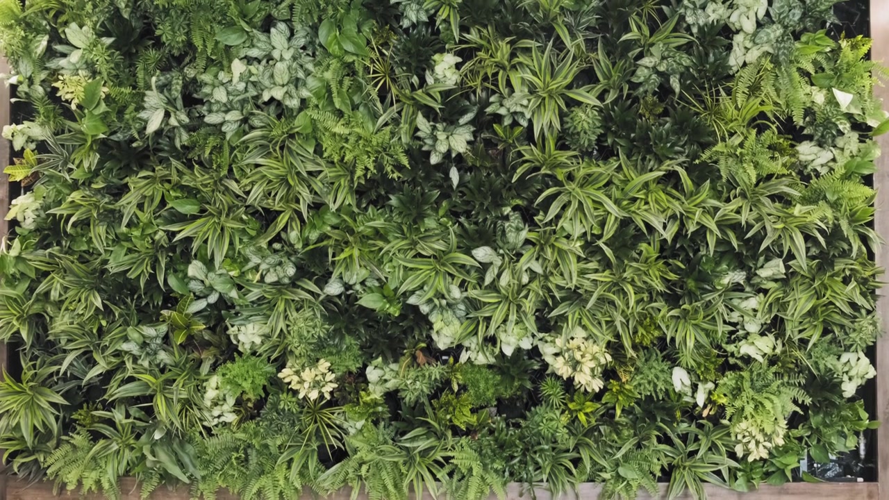 Bela tomada em elevação de um jardim vertical em sua totalidade.
