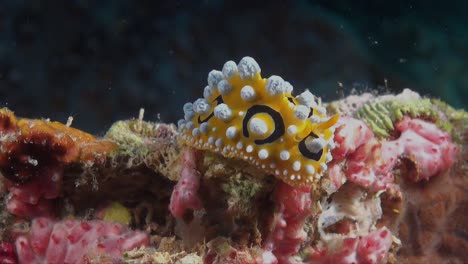 Nudibranquio-Verrugoso-Arrastrándose-Sobre-Coloridos-Arrecifes-De-Coral-Tropicales