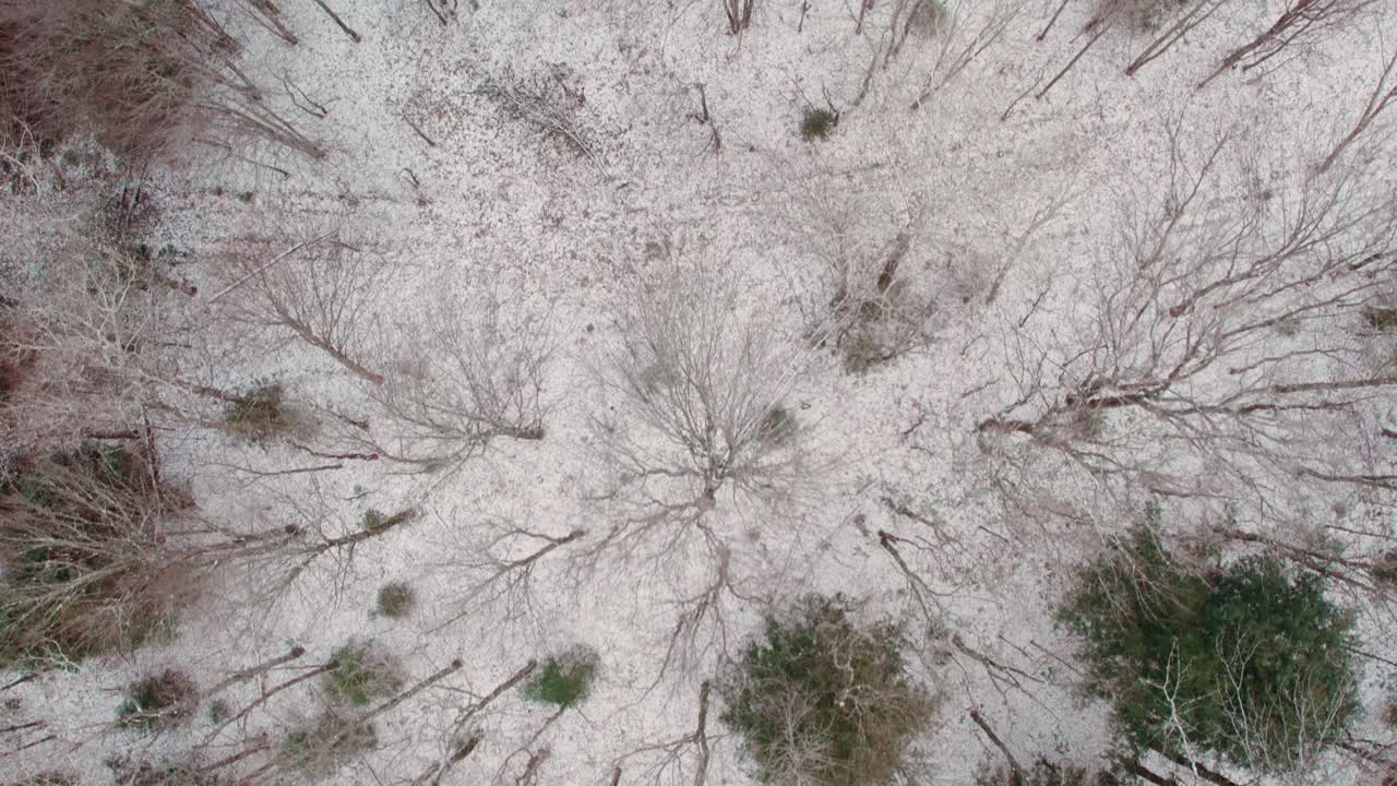 Neve fresca a terra con pini e alberi a foglie caduche.