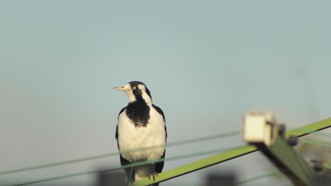 Magpie-Lark-Mudlark-Grooming-Cleaning-Itself-Standing-On-Washing-Line-Australia-Victoria-Gippsland-Maffra