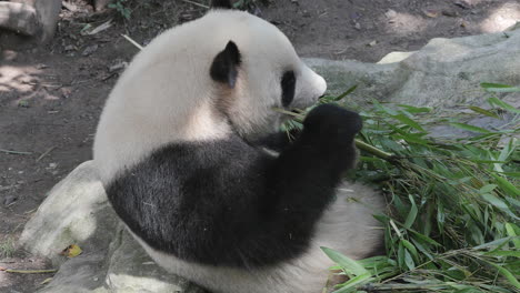 a close up of a panda eating