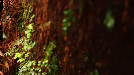 close-up of moss growing on tree trunk