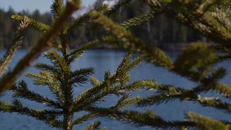 green needle-like foliage of a young pine tree. close-up shot