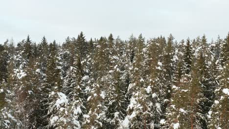 Vista-Aérea-Volando-Sobre-El-Bosque-En-Invierno-Con-Pinos-Cubiertos-De-Nieve