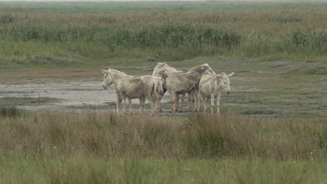 group of white donkeys