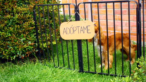 general-shot-of-cocker-spaniel-dog-for-adoption