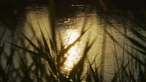 Cámara-Lenta-De-Un-Reflejo-Brillante-En-El-Agua-De-La-Puesta-De-Sol,-Con-Hojas-Borrosas-En-Primer-Plano-Moviéndose-En-El-Viento