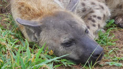 tired adult spotted hyena falling asleep, opening closing eyes, close up