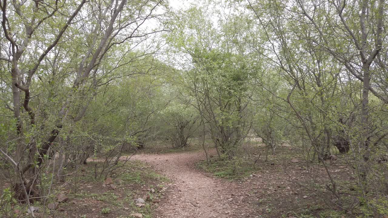 Jungle follow horror POV shot