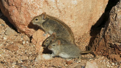 three four-striped grass mice on sandy ground facing the same direction. a fourth mouse emerges from a burrow in background. the tail of a fifth mouse dangles into picture from a rock next to them.