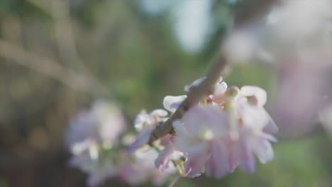 慢动作手持向后近距离拍摄美丽的白色和粉红色的花朵在树枝上生长,背景的自然是模糊的