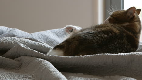 sleepy domestic cat relaxed on bed, day light
