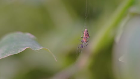 profile close-up of an alpaida gallardoir, red weaver spider, eating her prey at the center of her web.