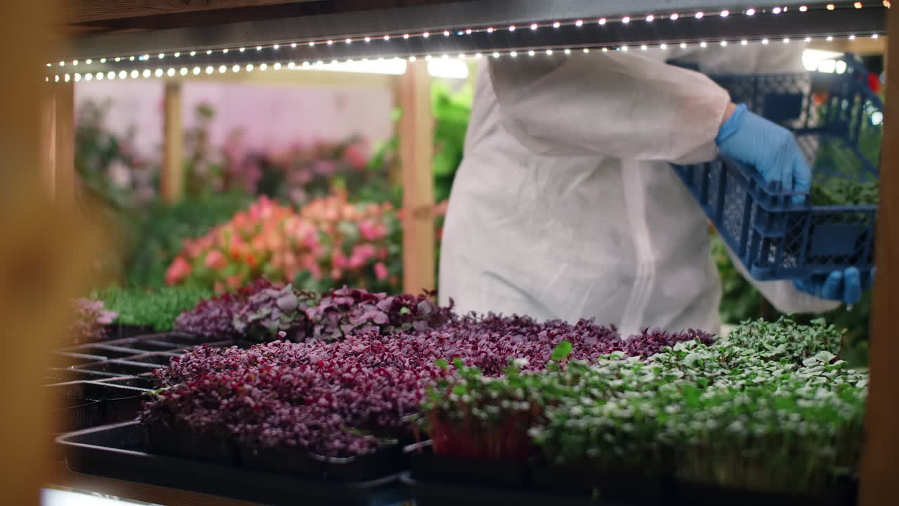 Microgreens Harvesting in a Vertical Farm