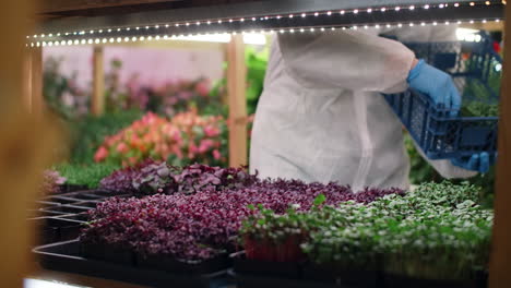 microgreens harvesting in a vertical farm