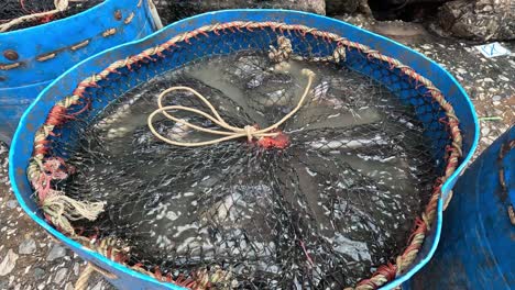 fish swimming in a barrel at a market