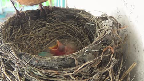 Baby-Robin-Wacht-Auf,-Bettelt-Um-Essen,-Bekommt-Nichts,-Schläft-Weiter