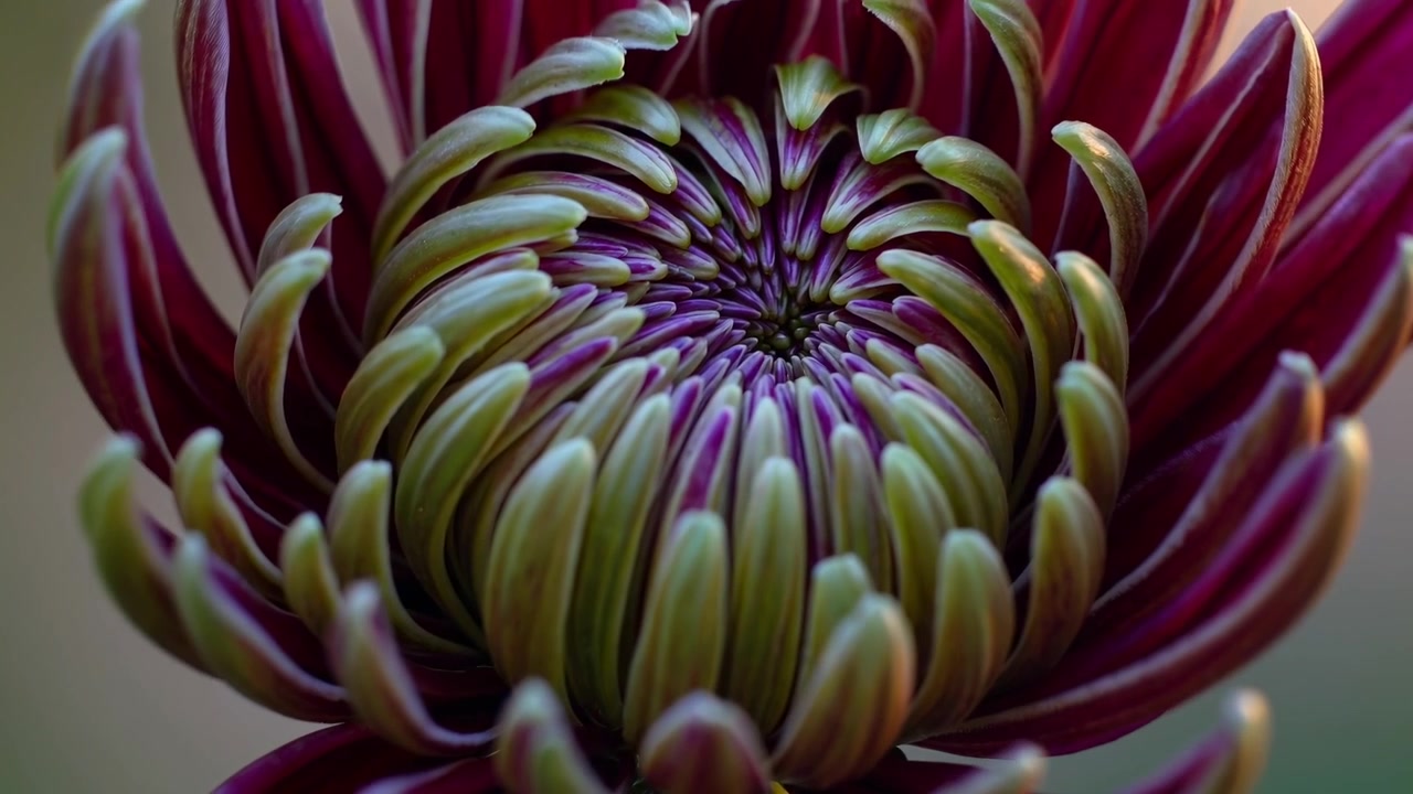 Time Lapse of a Chrysanthemum Flower Blooming