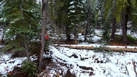 mujer con chaqueta roja caminando sola a través de grandes abetos en un bosque tranquilo cubierto de nieve blanca