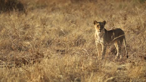 Weitwinkelaufnahme-Einer-Löwin,-Die-Im-Trockenen-Grasland-In-Mashatu,-Botswana,-Steht