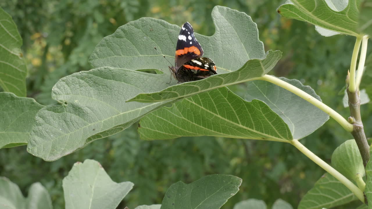 una mariposa en la hoja de la higuera