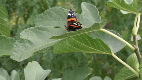 A-butterfly-on-the-fig-tree-leaf