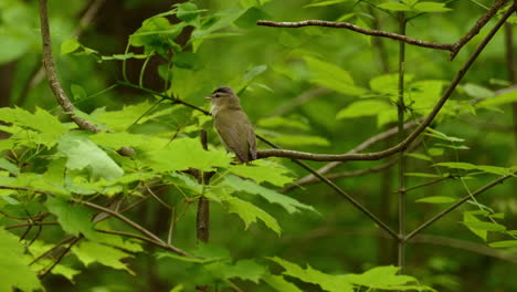 pájaro vireo de ojos rojos posado en la rama de un árbol con hojas verdes, fondo forestal, tiro de telefoto