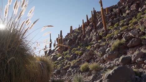 cactus canyon near san pedro de atacama in the atacama desert, northern chile, south america