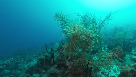 Una-Hermosa-Planta-Marina-Que-Se-Mueve-Con-La-Corriente-En-Las-Aguas-Poco-Profundas-Del-Océano-Caribe