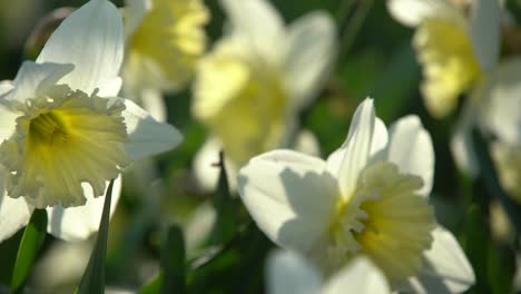 Narcissus-blooming-in-the-city-park