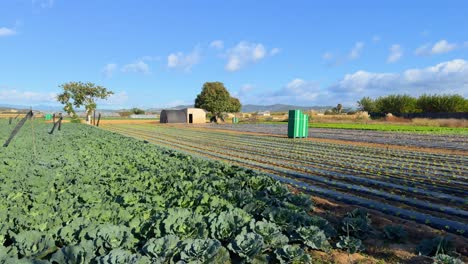 close-up of planting lettuce and cabbage in diagonal rows, organic gimbal cultivation in the field in malgrat de mar