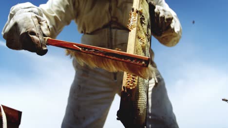 beekeeper removing bees from hive using a brush