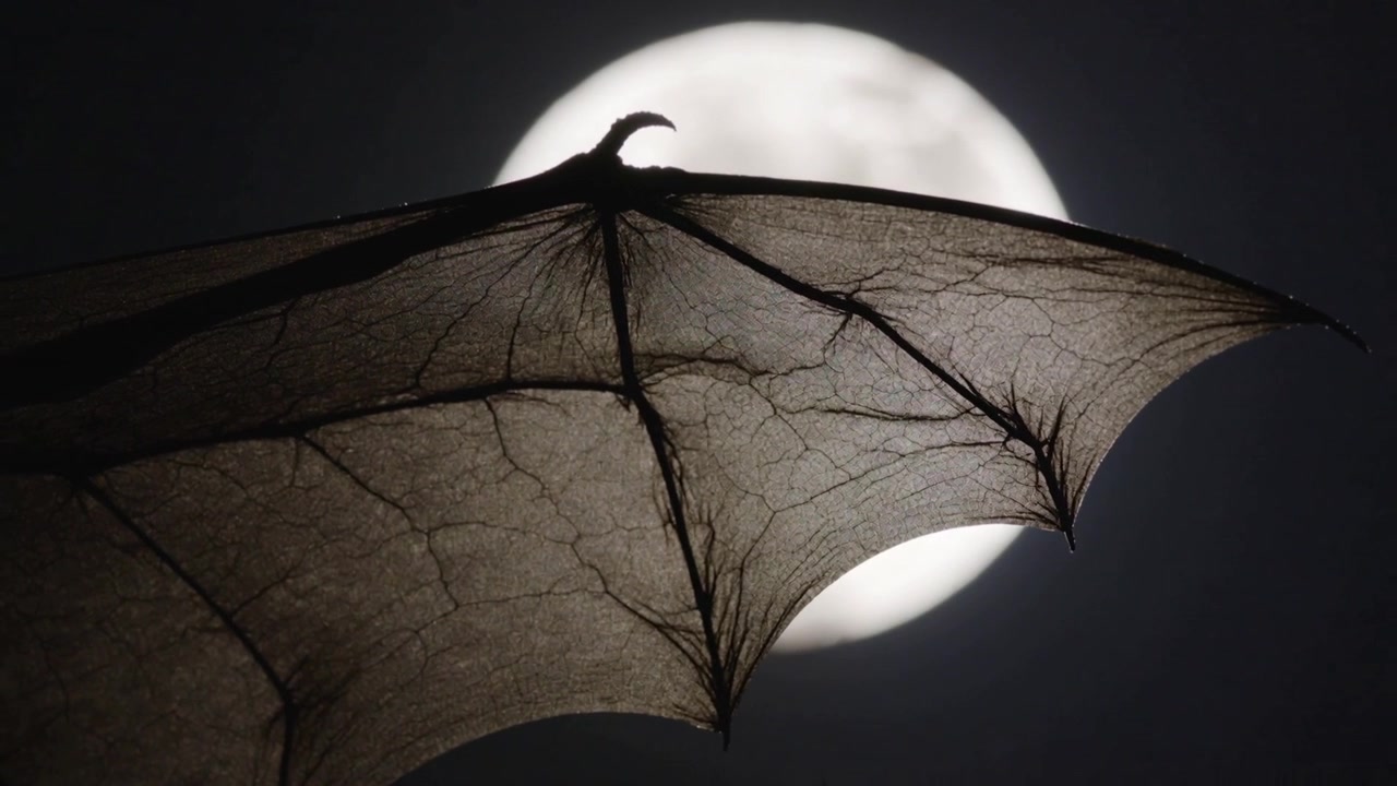 Un'ala di pipistrello che si lancia, attraversando la luna piena di notte, rivelando le ossa dell'ala e le vene della membrana.