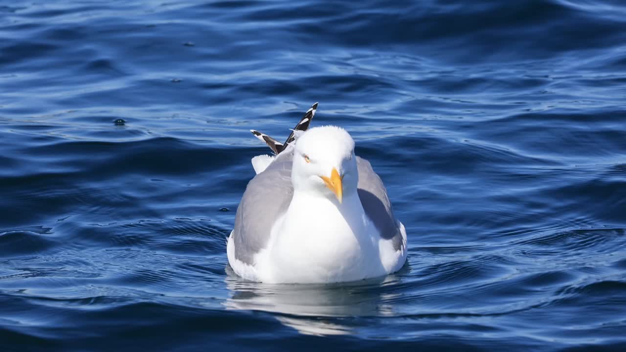 A seagull is swimming in blue waves