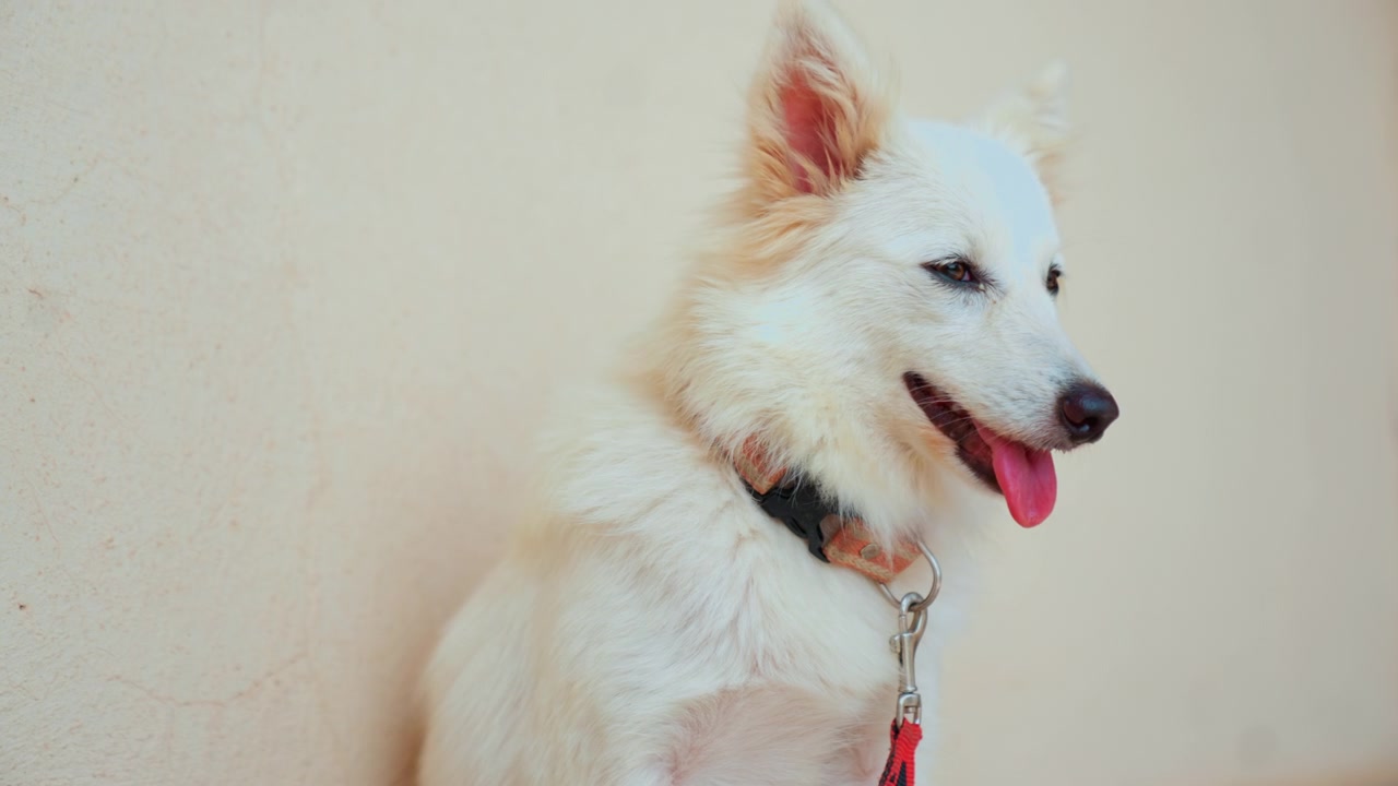 Ritratto di cane gioioso. Cane felice appoggiato a una parete texturizzata. Cane bianco giocoso con la lingua di fuori vicino alla parete. Cane allegro e amichevole in piedi accanto a una parete texturizzata che mostra gioia.