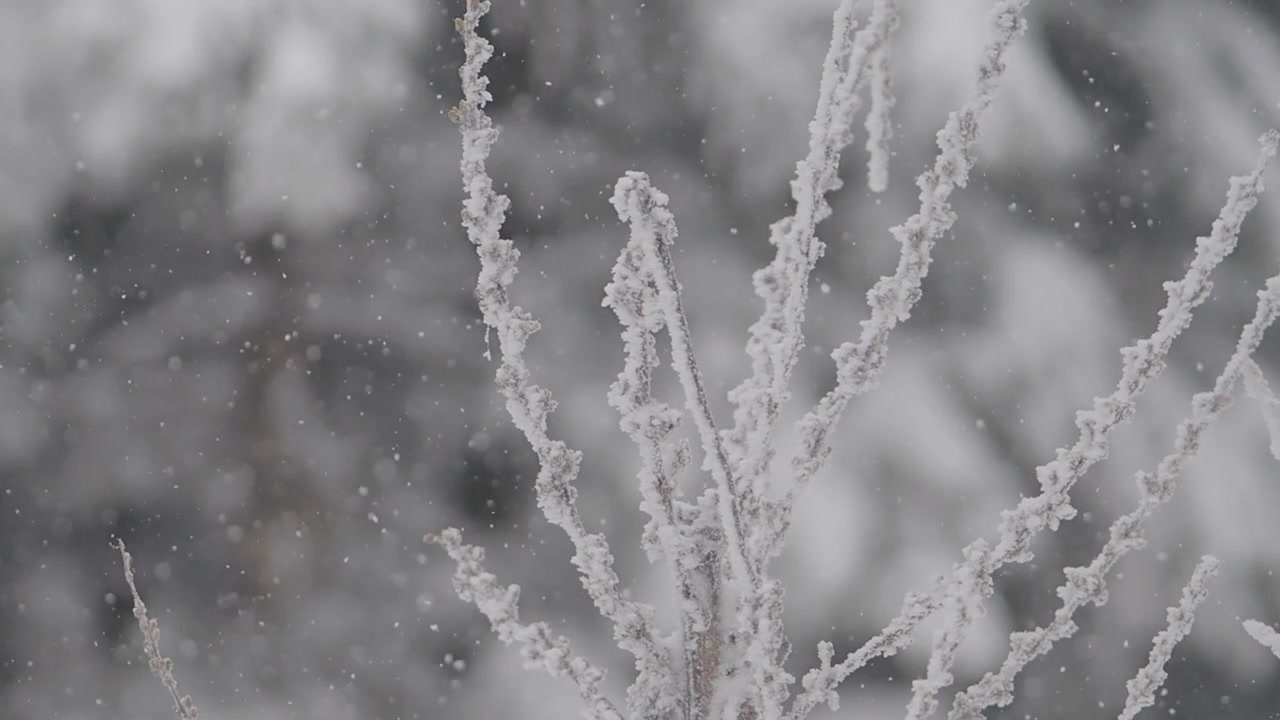 Primo piano di rami ricoperti di brina con fiocchi di neve che cadono