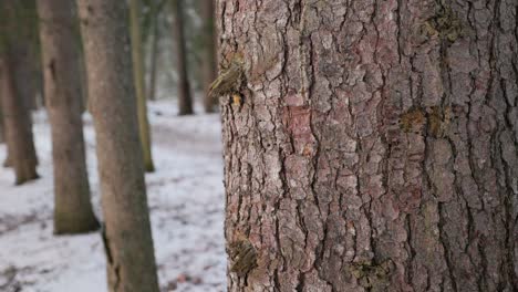 close up of pine tree trunk with thick bark in winter forest evergreen tree base pan to ground level